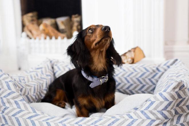 small dog in striped pet bed