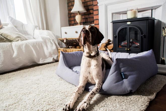 large dog in gray pet bed near fireplace