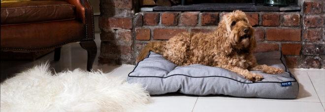 medium-sized dog on gray pet bed