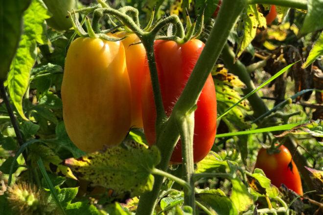 red and yellow bell peppers growing in a garden