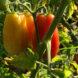 red and yellow bell peppers growing in a garden