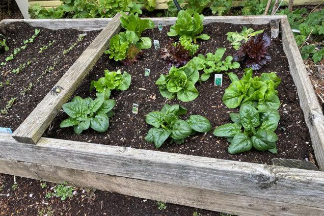 different lettuces growing in a garden