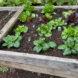different lettuces growing in a garden