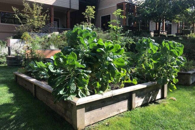 garden filled with green plants