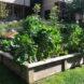 garden filled with green plants