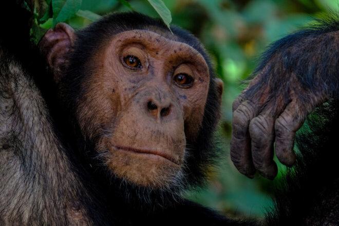 a monkey looking at the camera with green leaves in the background