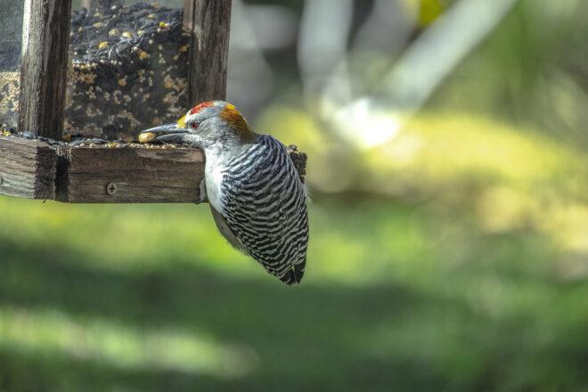 woodpecker grabbing food from a bird feeder