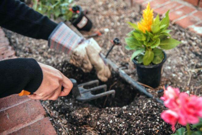 person planting flowers in a garden