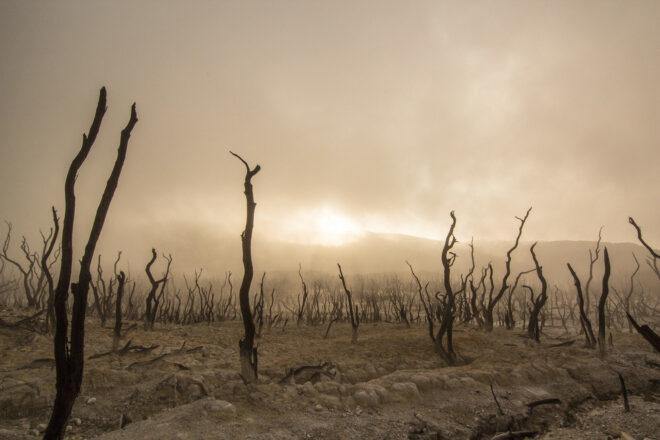 a field of dry soil and dead trees