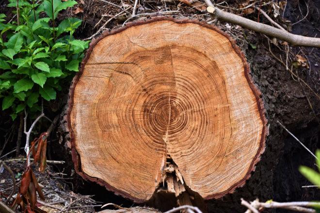 closeup of a tree's rings