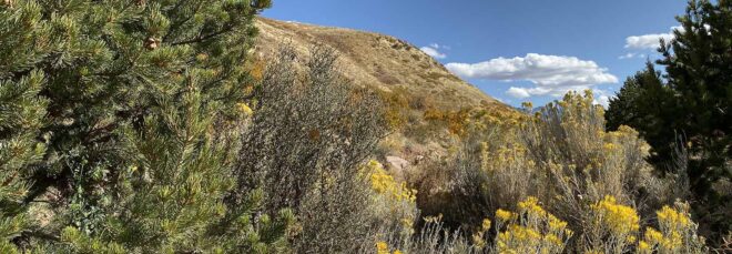 a landscape shot featuring green pine trees and yellow and tan bushes