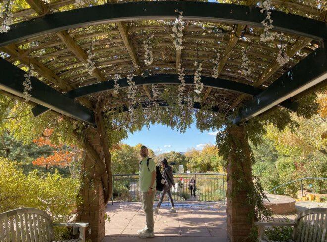 an overhead trellis full of flowering plants, and a person standing underneath it looking up