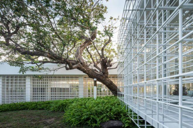 large tree surrounded by white facade