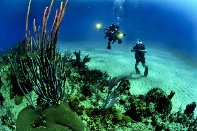 two divers observing underwater life