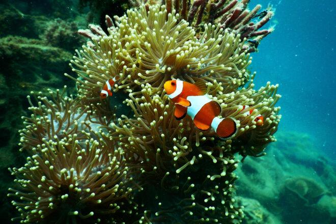 clown fish underwater