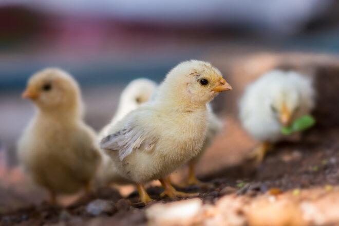 baby chicks walking on soil