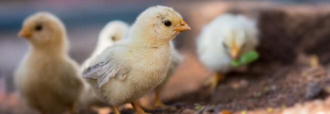 baby chicks walking on soil