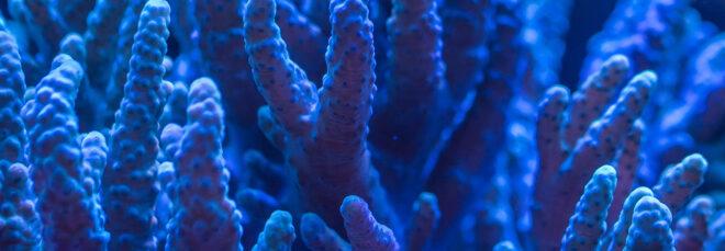 closeup of underwater coral