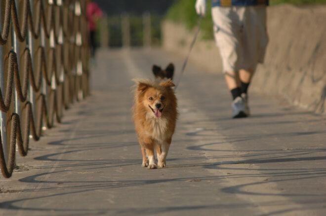 person walking two dogs on a bridge