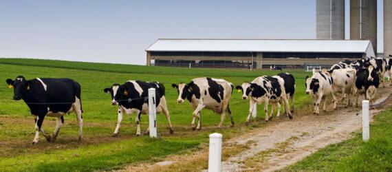 cows walking on a dairy farm