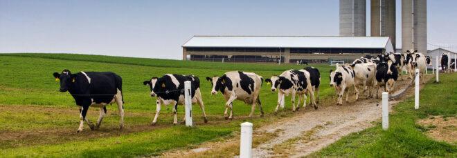 cows walking on a dairy farm