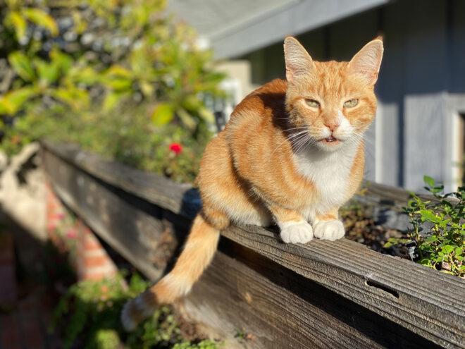 orange cat on a ledge outside