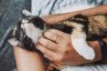 person petting a black, white and orange cat