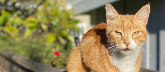 orange cat on a ledge outside