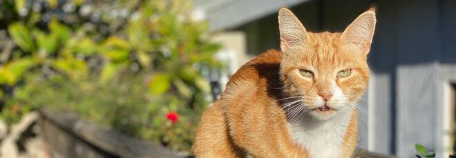 orange cat on a ledge outside