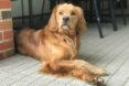 orange long-haired dog with paws crossed lying on a deck