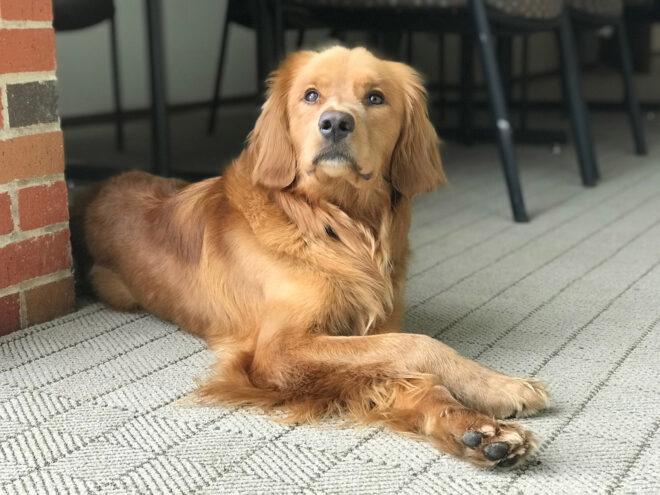 orange long-haired dog with paws crossed lying on a deck