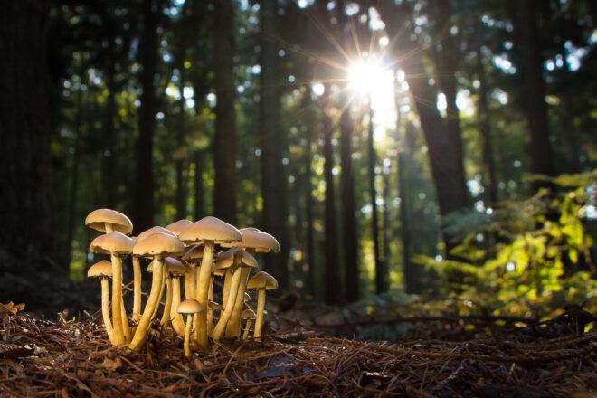 mushrooms growing in a forest