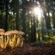 mushrooms growing in a forest