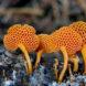 bright orange mushrooms growing through soil