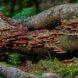 mushrooms growing on a fallen log in a forest