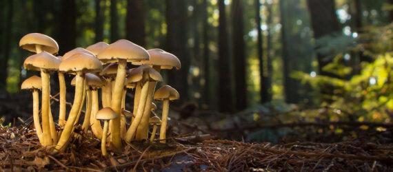 mushrooms growing in a forest