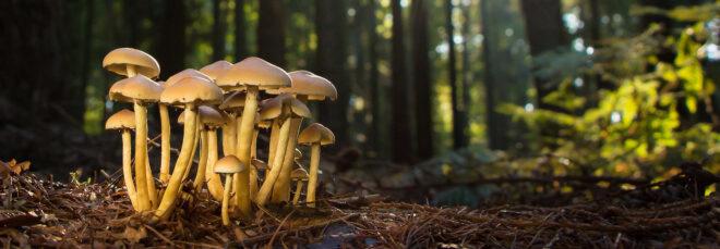 mushrooms growing in a forest