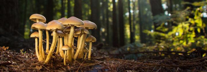 mushrooms growing in a forest