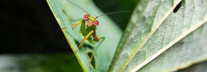 a green insect with pink eyes resting on a leaf