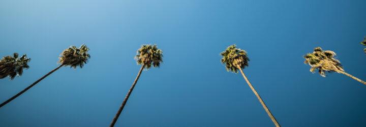 palm trees against clear blue skies