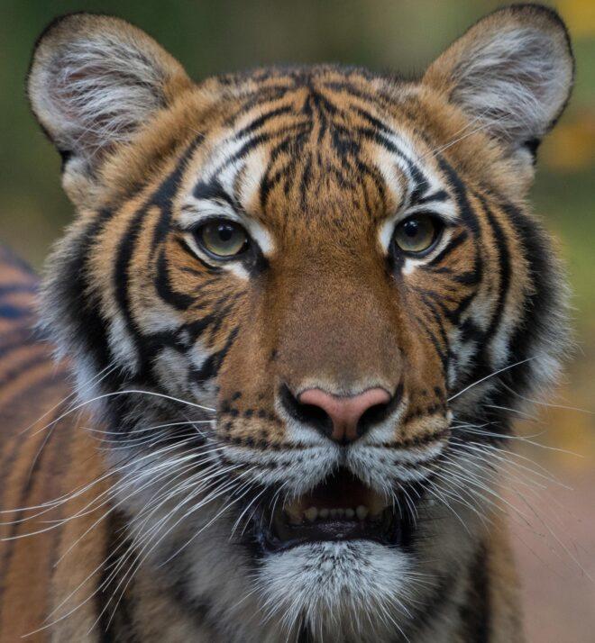 Malayan tiger looking at camera with mouth slightly open
