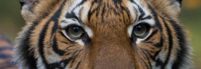 Malayan tiger looking at camera with mouth slightly open