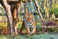 tiger walking in a cage