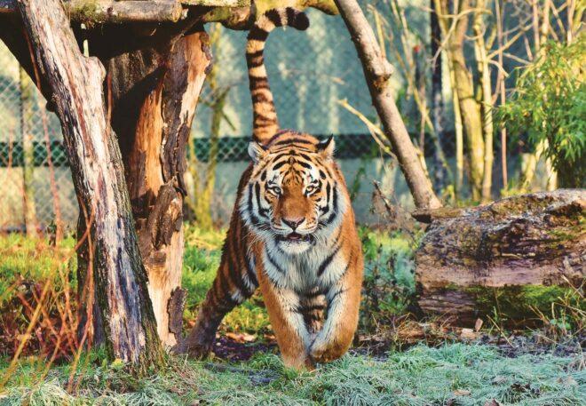 tiger walking in a cage