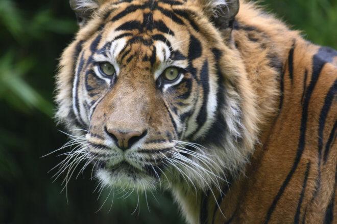 sad-faced tiger looking at camera