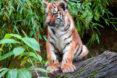tiger cub sitting on a log