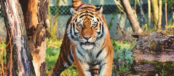 tiger walking in a cage