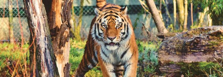 tiger walking in a cage