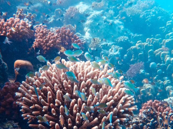 a coral reef full of fish