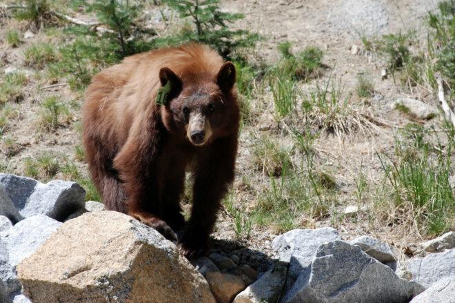 black bear in Yosemite National Park